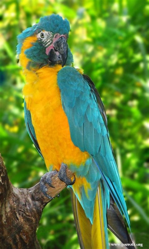 Parrot Encyclopedia Blue Throated Macaw World Parrot Trust