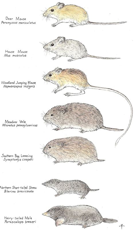 What Are Mice All About The Different Types Of Mice