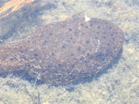 American Bullfrog Tadpole Lithobates Catesbeianus Dishw Flickr