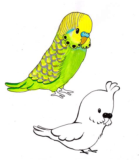 12c94851 Parakeet Art Cute Animal Drawings Animal Illustration