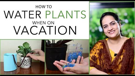 How To Water Plants When On Vacation Gardening Tips