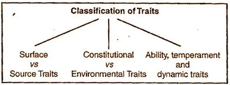 What Is Cattells Trait Theory Of Personality Owlgen