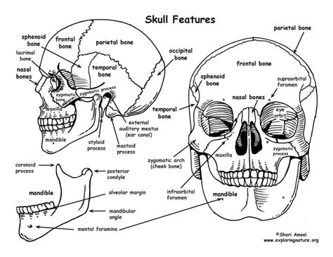 Skull Bony Features