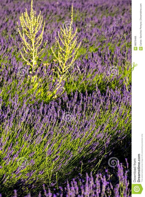 Lavender Field Nr Sault The Vaucluse Provence France Stock Photo