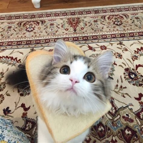 Cat And Bread Cats Photo 41029198 Fanpop