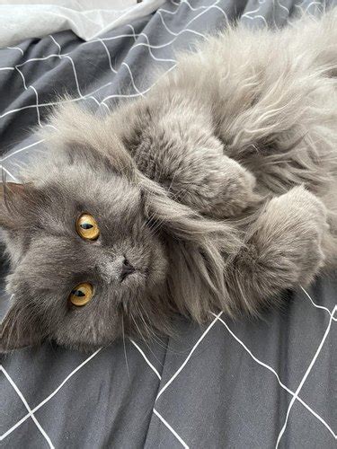 16 Purr Fect Pictures Of Gray Cats Cuteness
