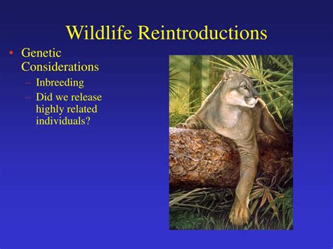 Ppt Reintroductions And Translocations Powerpoint Presentation Id2941490