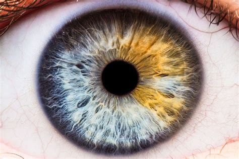 El Color De Los Ojos Es Único En Cada Persona Igual Que La Huella