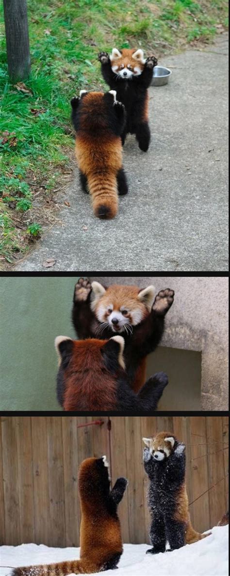 Red Pandas Intimidating Each Other Raww