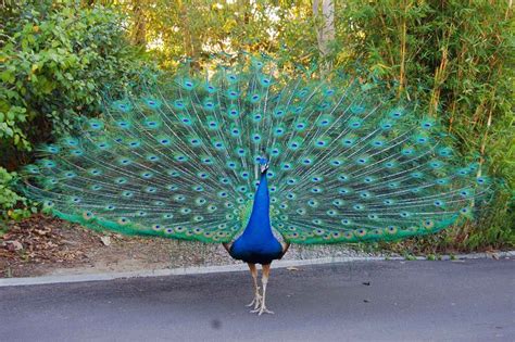 related image most beautiful birds beautiful birds peacock pictures