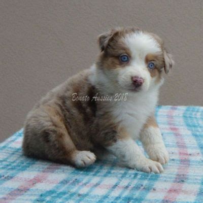 ,great place to find a quality colorado toy, mini aussies, miniature, toy australian shepherds and mini australian shepherd you've been looking for. UNREGISTERED | Australian Shepherd Puppies Colorado