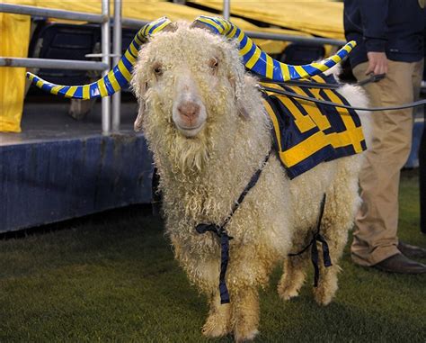 Bill The Goat United States Naval Academy Sportsmascots Wikia