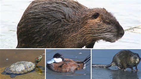 Especies Exóticas Invasoras En Navarra Estos Son Los Animales Que
