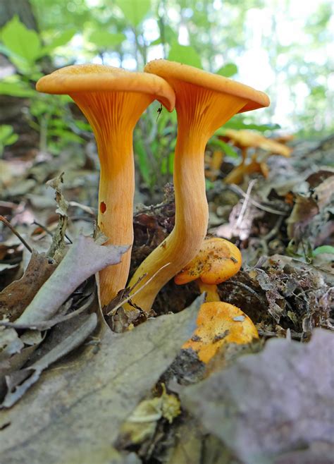 Maryland Biodiversity Project Jack O Lantern Mushroom Omphalotus