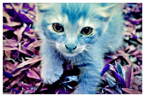 Blue Kitty By Aishiteoi On Deviantart