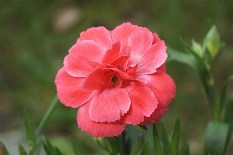 9 Fakta Anyelir Yang Dijuluki Bunga Para Dewa Cantik