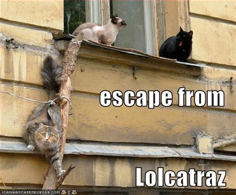 Escape From Lolcatraz Cheezburger Funny Memes Funny Pictures