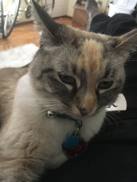 Siamese are unique cats, with their long and angular elegance and coat coloration. Lost Cat Siamese in PORTLAND, OR - Lost My Kitty