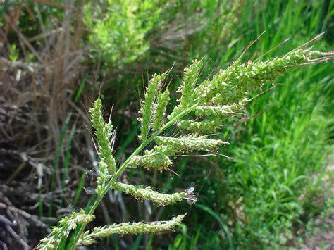 Barnyardgrass Echinochloa Crusgalli