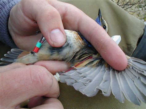 Dna banking is the secure, long term storage of an individual's genetic material. NHMO DNA Bank - Natural History Museum