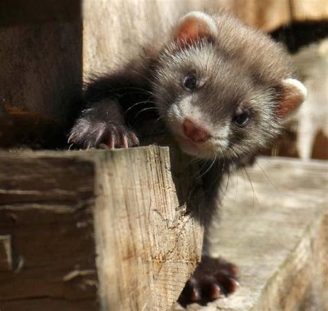 To communicate or ask something with the place, the phone number is (716). Looks like Trouble | Cute ferrets, Baby ferrets, Pet ferret