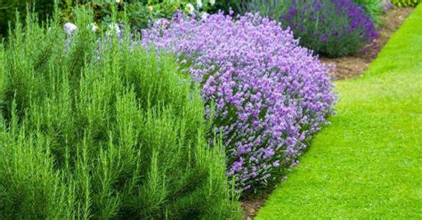14 Plants That Naturally Repel Mosquitoes Flies And Other Pests
