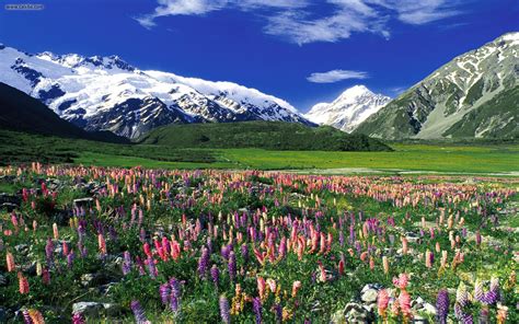 Mountains Alps Flowers Landscape