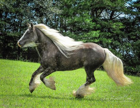 Silver Reign Wow Photograph By Terry Kirkland Cook Fine Art America