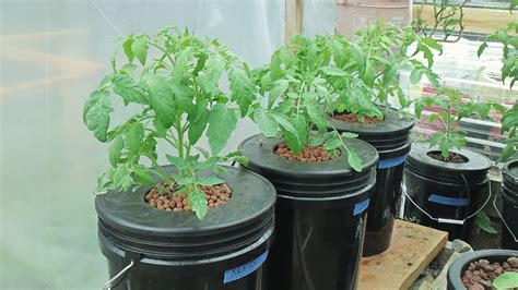 Kratky Method Dwc Compost Tea Hydroponics 2 Hydroponic Tomatoes