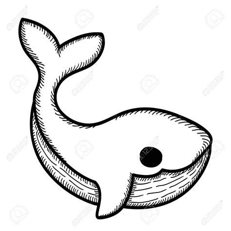 Whale Line Drawing At Getdrawings Free Download