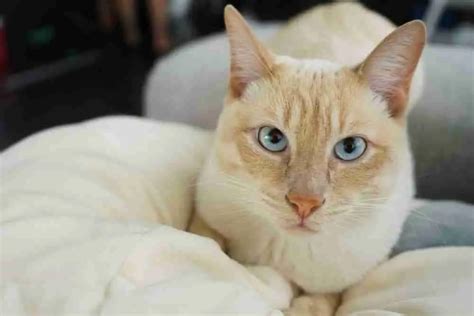 Flame Point Siamese Cat Key Facts
