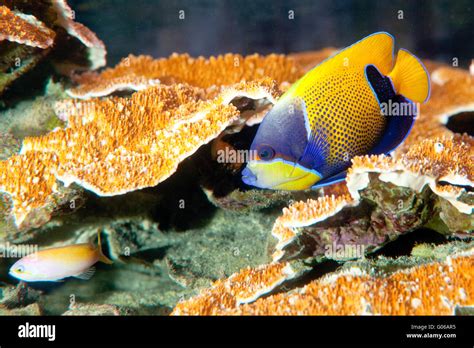Blue Face Angel Fish Pomacanthus Xanthometopon Stock Photo 103402409