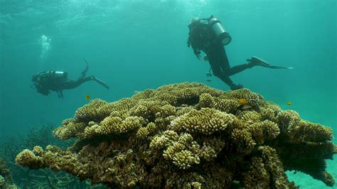 Great Barrier Reef Headed For ‘massive Death