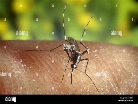 A Female Aedes Albopictus Mosquito Feeding On A Human Host Under