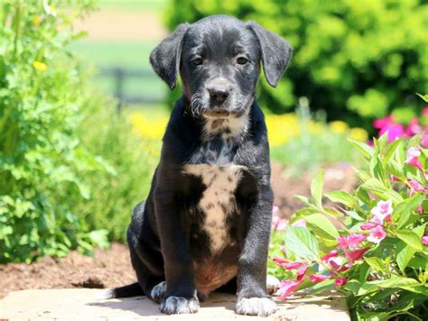 The lab mix can have multiple purebred or mixed breed lineage. Lab Mix Puppies For Sale | Puppy Adoption | Keystone Puppies