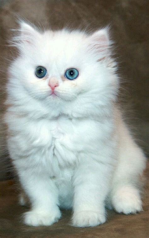 31 most beautiful persian cat pictures and photos. Cats - White Persian kitten. | 子猫, にゃんこ, 白猫
