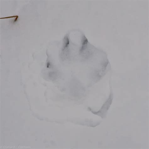 Arctic Fox Footprint Vulpes Lagopus Flickr Photo Sharing