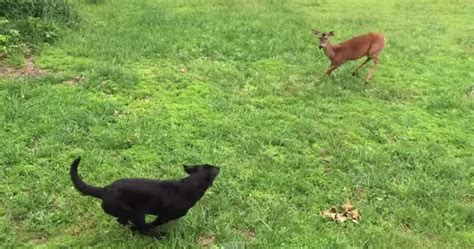 When bambi looks in the pond while in the meadow and sees faline's reflection, he repeatedly looks at both his and her reflections. Oh, Deer! Dog and Bambi Play Chase | RTM - RightThisMinute
