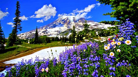 Landscape View Of Snow Covered Mountains With Colorful Spring Flowers