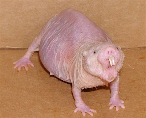 Ugly Animals Top 10 Ugly Animals Hubpages