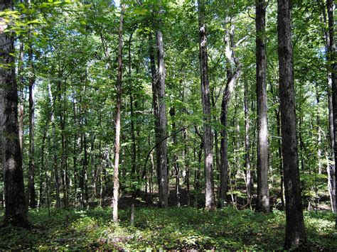 Manage Hardwoods Pines With Differences In Mind Mississippi State