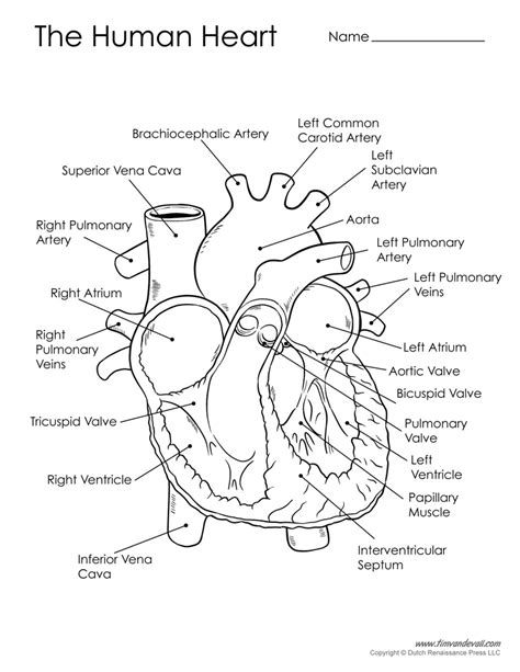 29 Draw The Diagram Of Human Heart Images Diagram 123