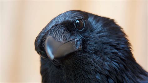 what can crows and ravens teach people about resisting temptation