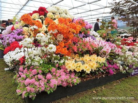 The simple gift of flowers to loved ones can get you out of a lot of problems and you never know when you're going to need them. Millais Nurseries' Gold Medal at the RHS Chelsea Flower ...