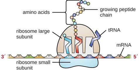 Structure And Function Of Rna Microbiology Course Hero