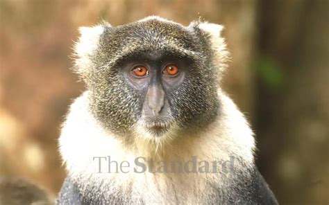 Rarieda Residents Decry Monkey Invasion The Standard