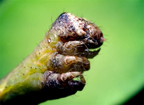 Caterpillar Face Thomas Shahan Flickr