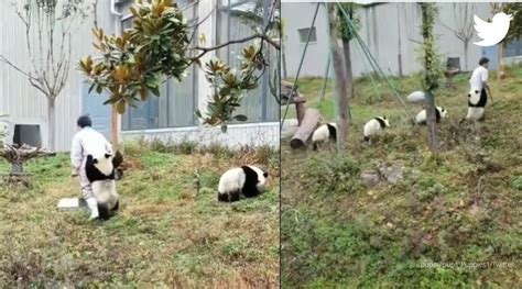 Video Showing ‘a Day In The Life Of A Panda Caretaker Leaves Netizens