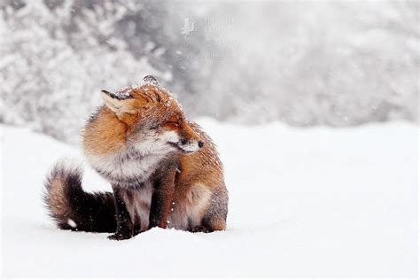 Red Fox In The Snow By Thrumyeye Fox In Snow Snow Animals Red Fox