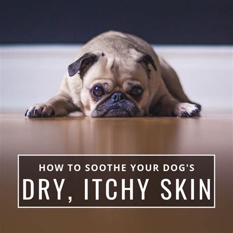 Dry Skin In Dogs Tips And Remedies To Soothe Itchy Skin Pethelpful